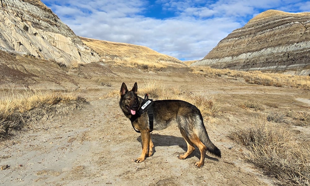 k9-lek-jagers-landschap-v2